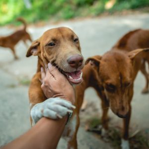 adoptii animale