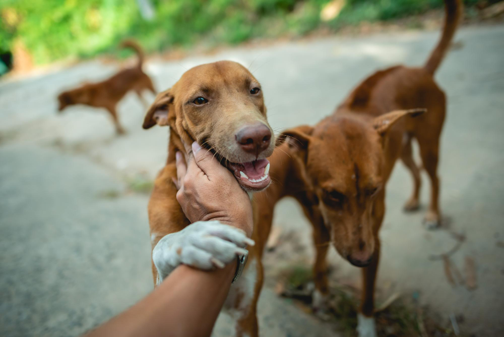 adoptii animale